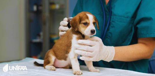 10 motivos para você cursar Medicina Veterinária