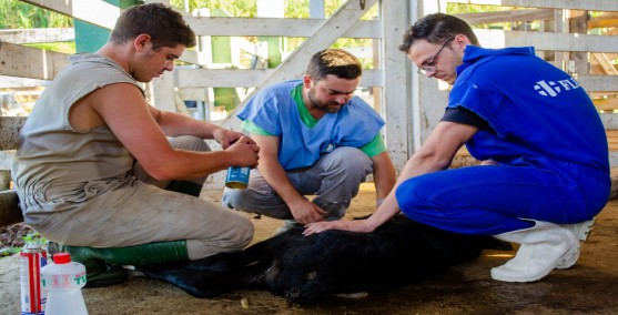 Medicina Veterinária - Integral